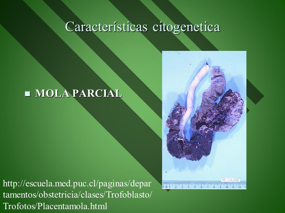 Características citogenetica