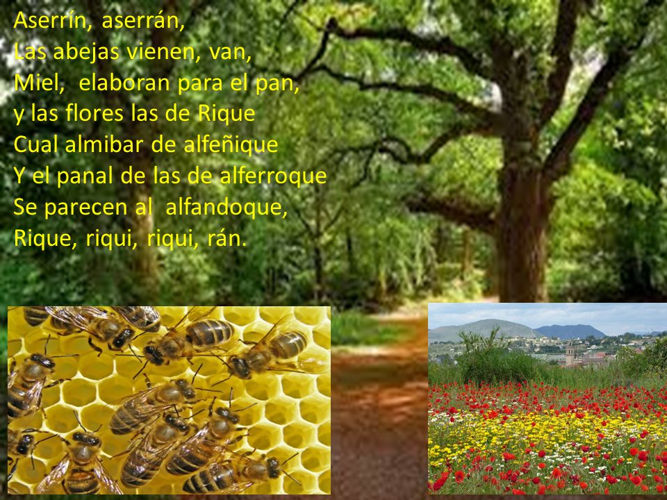 Aserrín, aserrán, Las abejas vienen, van, Miel, elaboran para el pan, y las flores las de Rique.