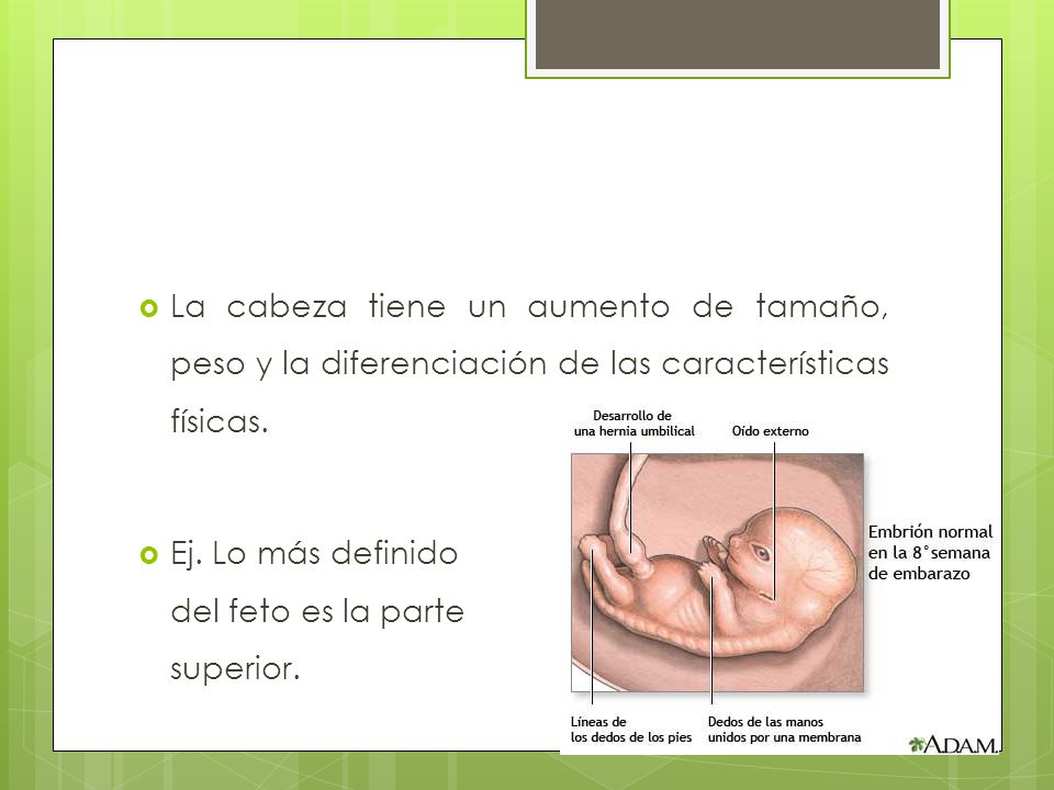 La cabeza tiene un aumento de tamaño, peso y la diferenciación de las características físicas.