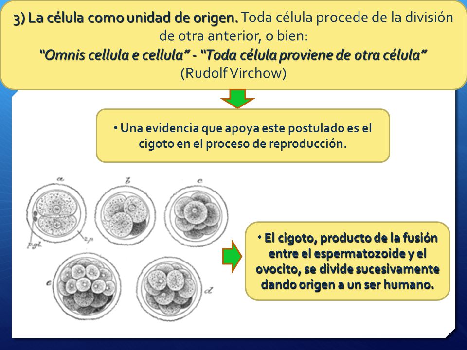 Omnis cellula e cellula - Toda célula proviene de otra célula