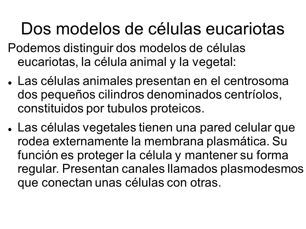 Dos modelos de células eucariotas