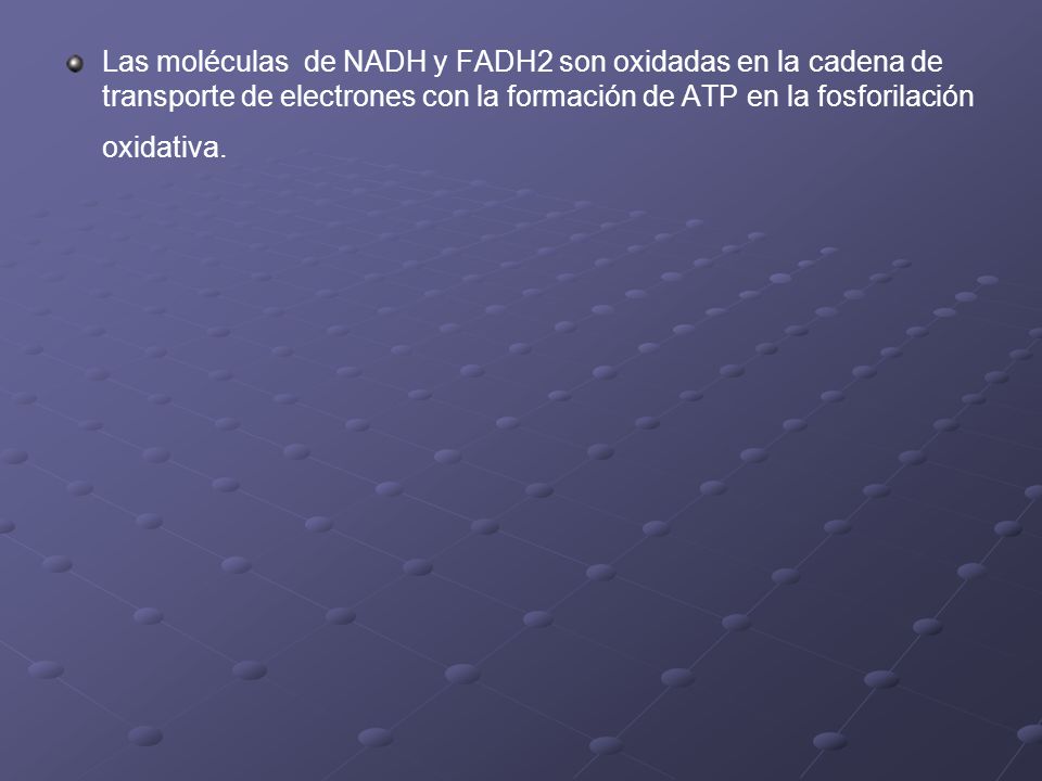 Las moléculas de NADH y FADH2 son oxidadas en la cadena de transporte de electrones con la formación de ATP en la fosforilación oxidativa.