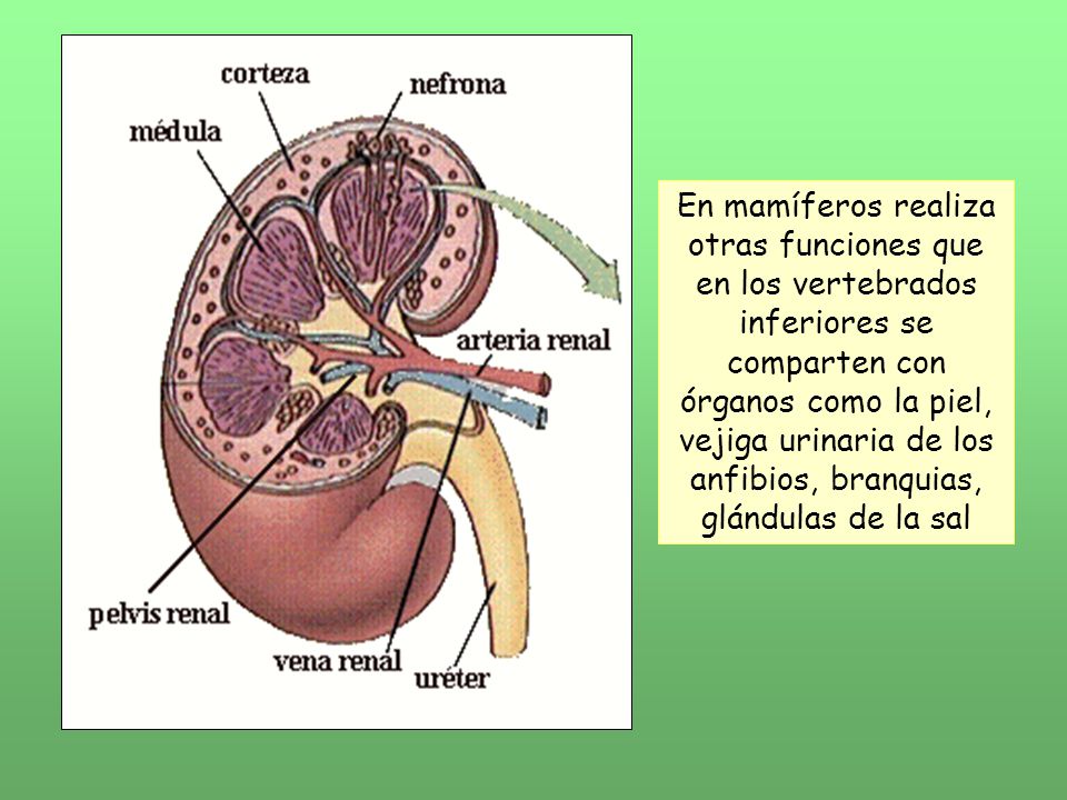 En mamíferos realiza otras funciones que en los vertebrados inferiores se comparten con órganos como la piel, vejiga urinaria de los anfibios, branquias, glándulas de la sal