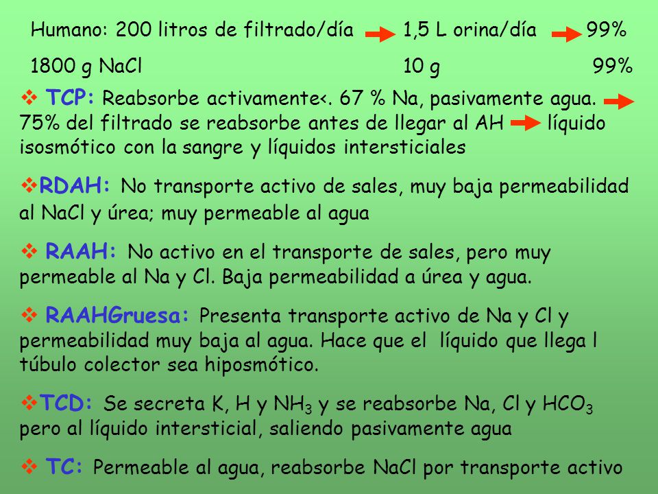 TC: Permeable al agua, reabsorbe NaCl por transporte activo