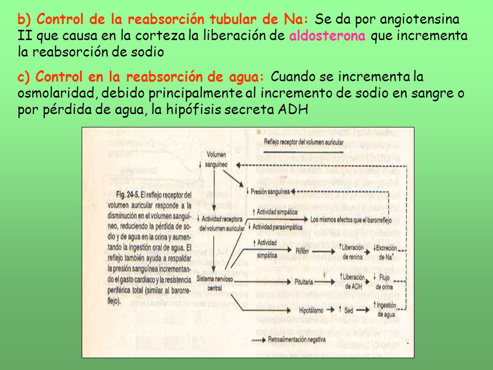 b) Control de la reabsorción tubular de Na: Se da por angiotensina II que causa en la corteza la liberación de aldosterona que incrementa la reabsorción de sodio
