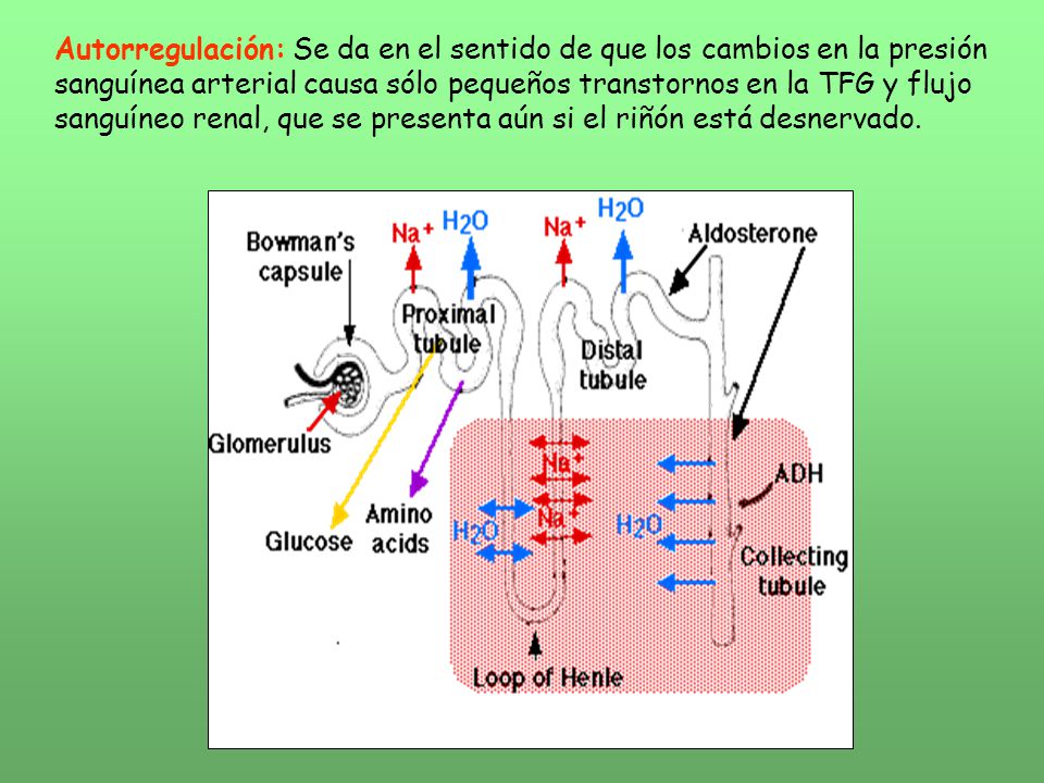 Autorregulación: Se da en el sentido de que los cambios en la presión sanguínea arterial causa sólo pequeños transtornos en la TFG y flujo sanguíneo renal, que se presenta aún si el riñón está desnervado.