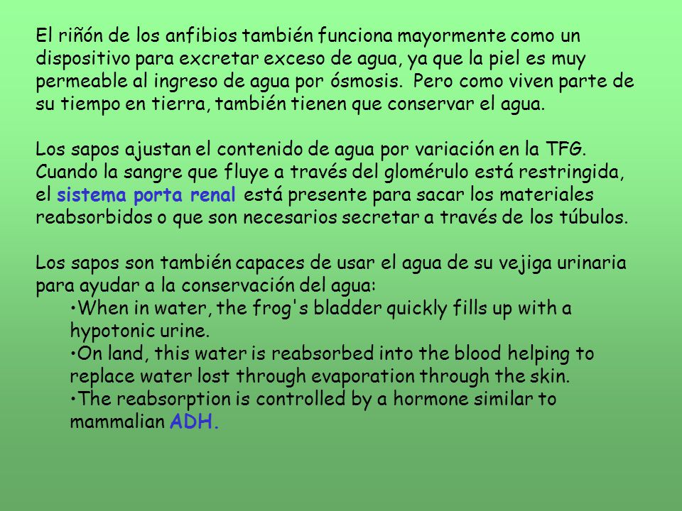 El riñón de los anfibios también funciona mayormente como un dispositivo para excretar exceso de agua, ya que la piel es muy permeable al ingreso de agua por ósmosis. Pero como viven parte de su tiempo en tierra, también tienen que conservar el agua.