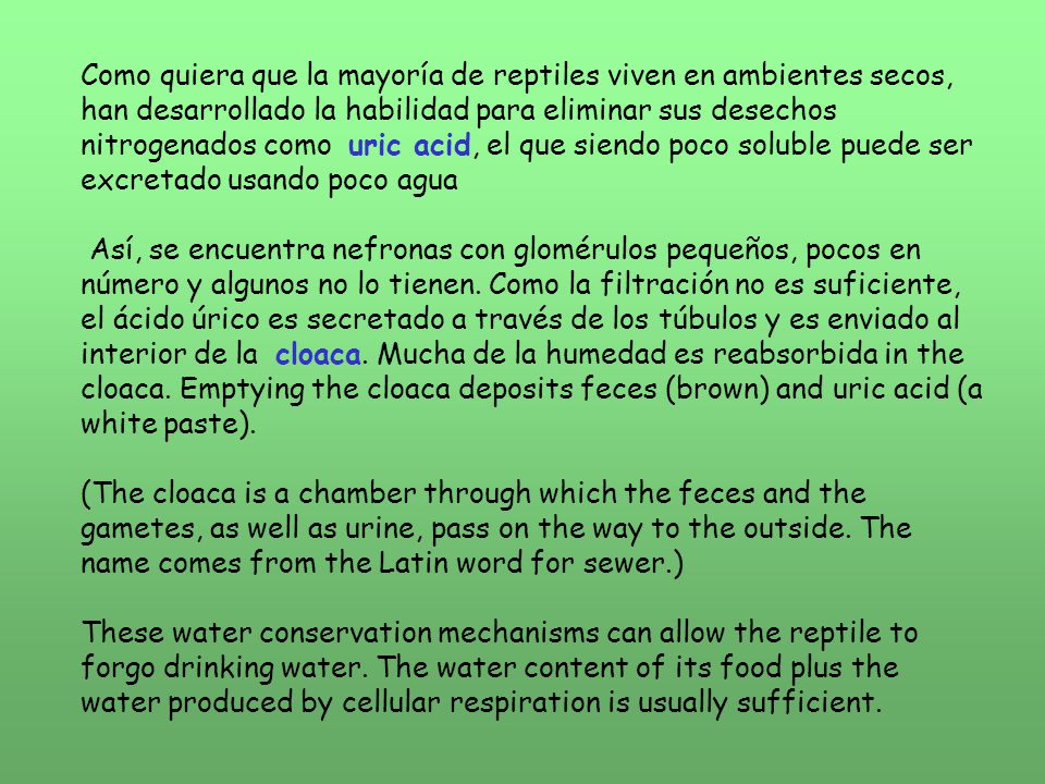 Como quiera que la mayoría de reptiles viven en ambientes secos, han desarrollado la habilidad para eliminar sus desechos nitrogenados como uric acid, el que siendo poco soluble puede ser excretado usando poco agua