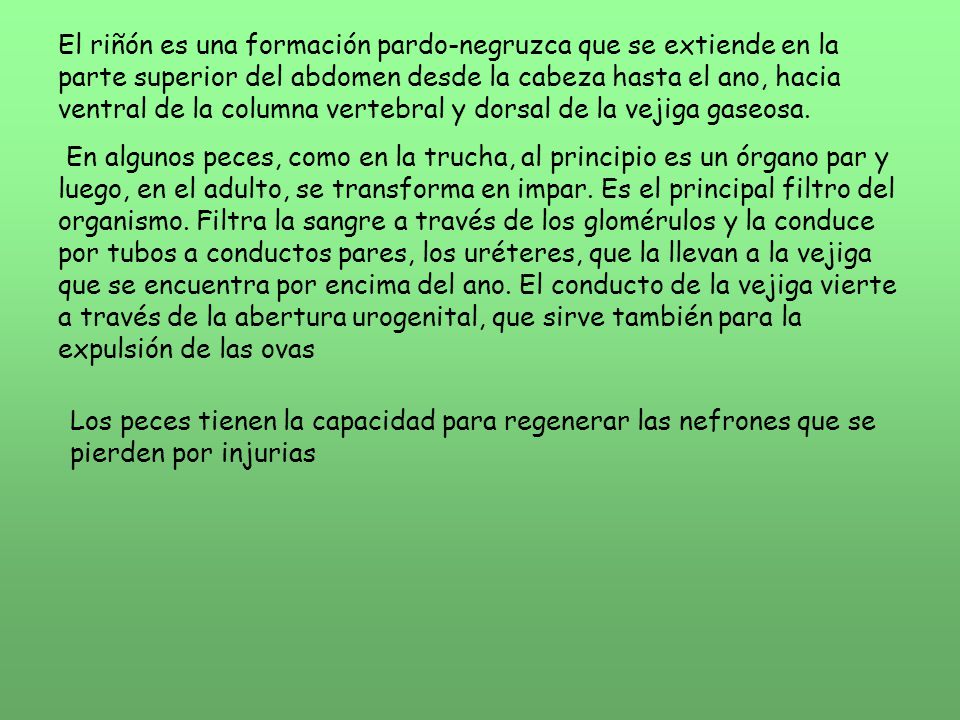 El riñón es una formación pardo-negruzca que se extiende en la parte superior del abdomen desde la cabeza hasta el ano, hacia ventral de la columna vertebral y dorsal de la vejiga gaseosa.