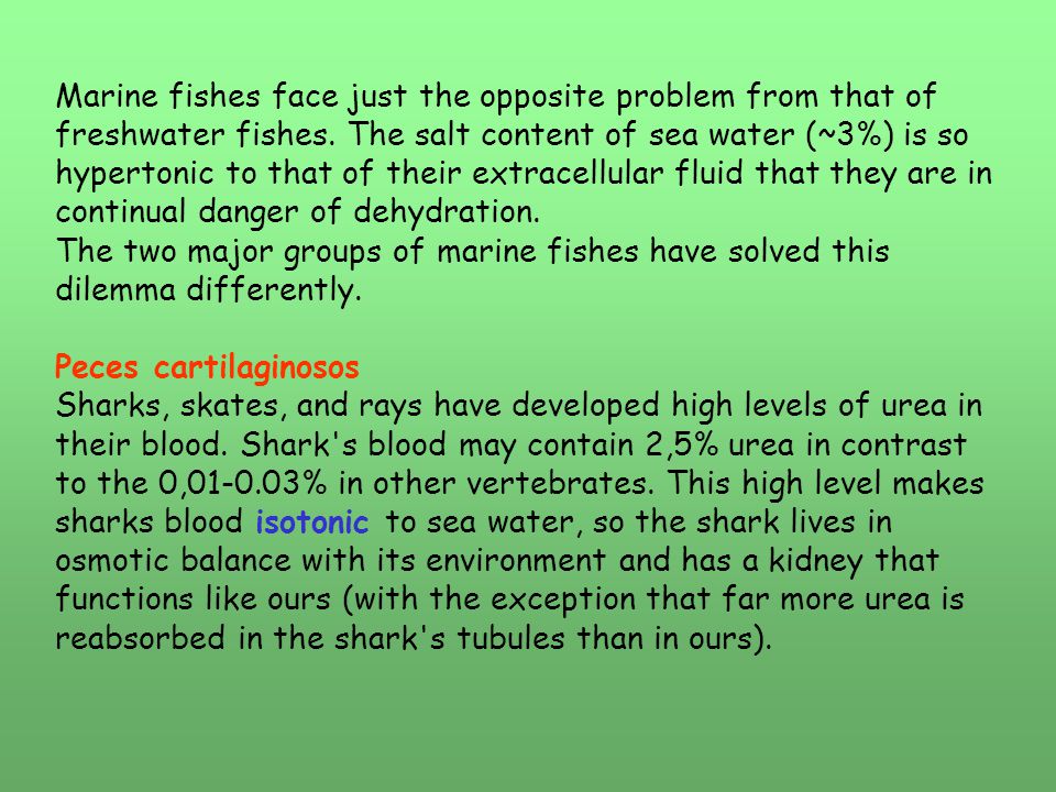 Marine fishes face just the opposite problem from that of freshwater fishes. The salt content of sea water (~3%) is so hypertonic to that of their extracellular fluid that they are in continual danger of dehydration.