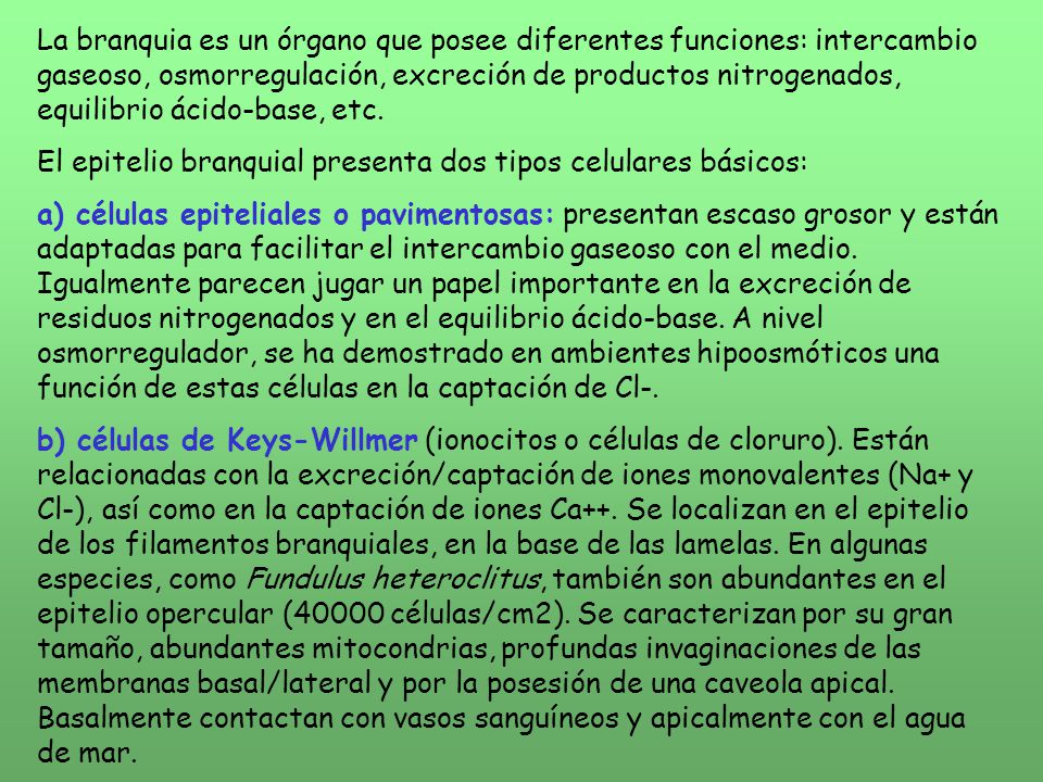 La branquia es un órgano que posee diferentes funciones: intercambio gaseoso, osmorregulación, excreción de productos nitrogenados, equilibrio ácido-base, etc.