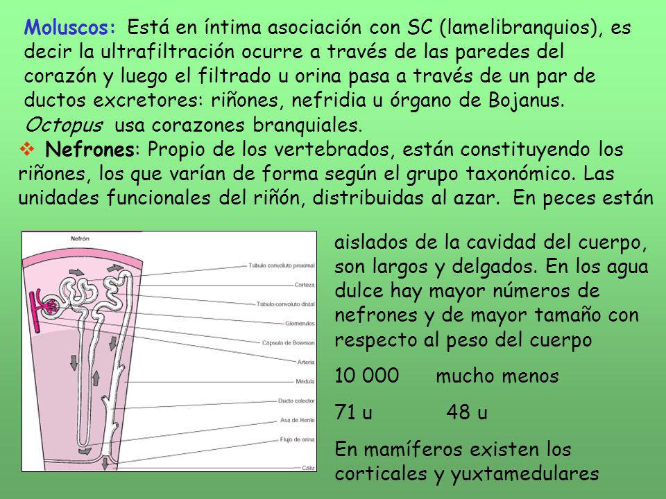 Moluscos: Está en íntima asociación con SC (lamelibranquios), es decir la ultrafiltración ocurre a través de las paredes del corazón y luego el filtrado u orina pasa a través de un par de ductos excretores: riñones, nefridia u órgano de Bojanus. Octopus usa corazones branquiales.