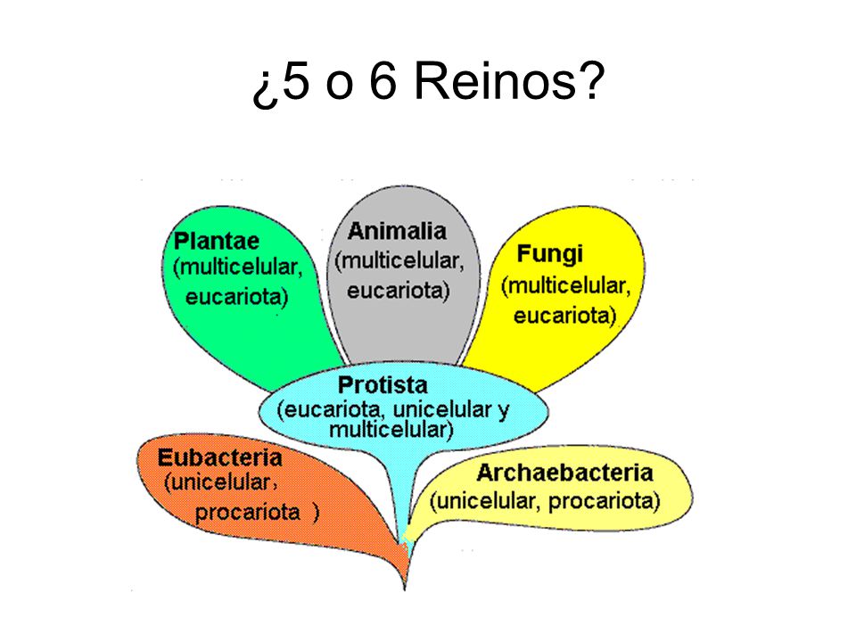 ¿5 o 6 Reinos