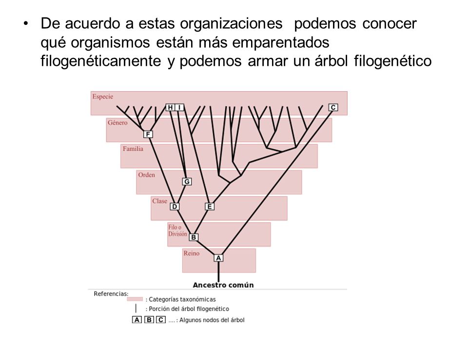 De acuerdo a estas organizaciones podemos conocer qué organismos están más emparentados filogenéticamente y podemos armar un árbol filogenético