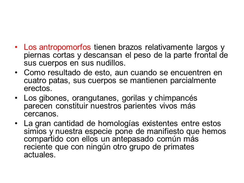 Los antropomorfos tienen brazos relativamente largos y piernas cortas y descansan el peso de la parte frontal de sus cuerpos en sus nudillos.