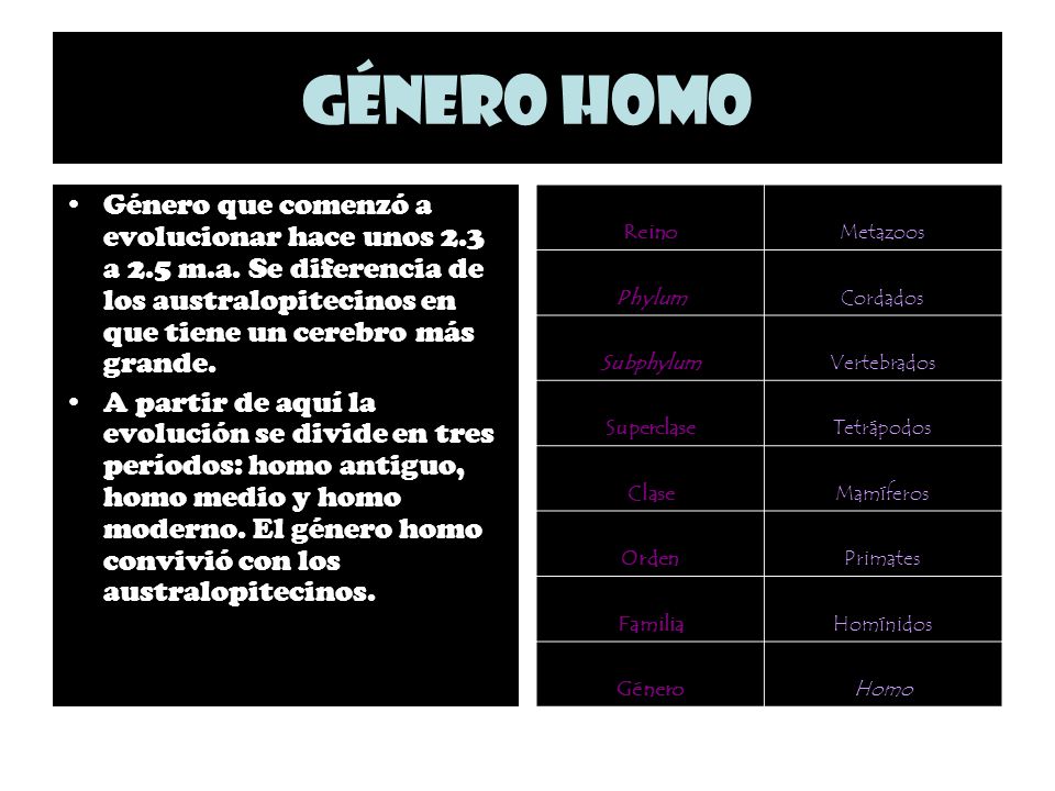 Género Homo Género que comenzó a evolucionar hace unos 2.3 a 2.5 m.a. Se diferencia de los australopitecinos en que tiene un cerebro más grande.
