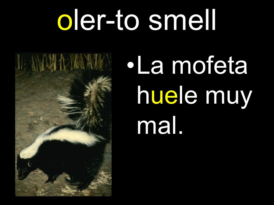 oler-to smell La mofeta huele muy mal.