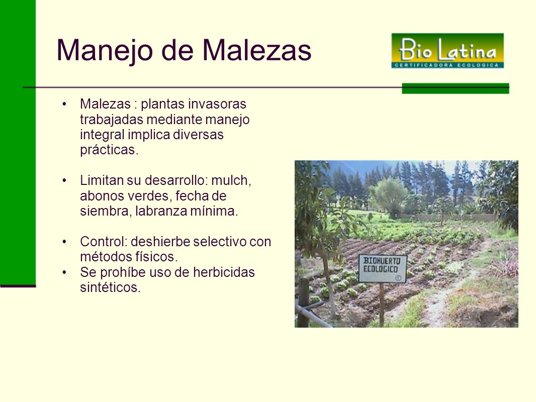 Manejo de Malezas Malezas : plantas invasoras trabajadas mediante manejo integral implica diversas prácticas.