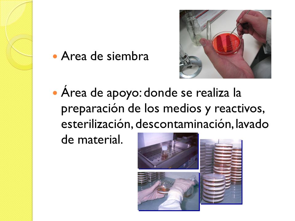 Area de siembra Área de apoyo: donde se realiza la preparación de los medios y reactivos, esterilización, descontaminación, lavado de material.