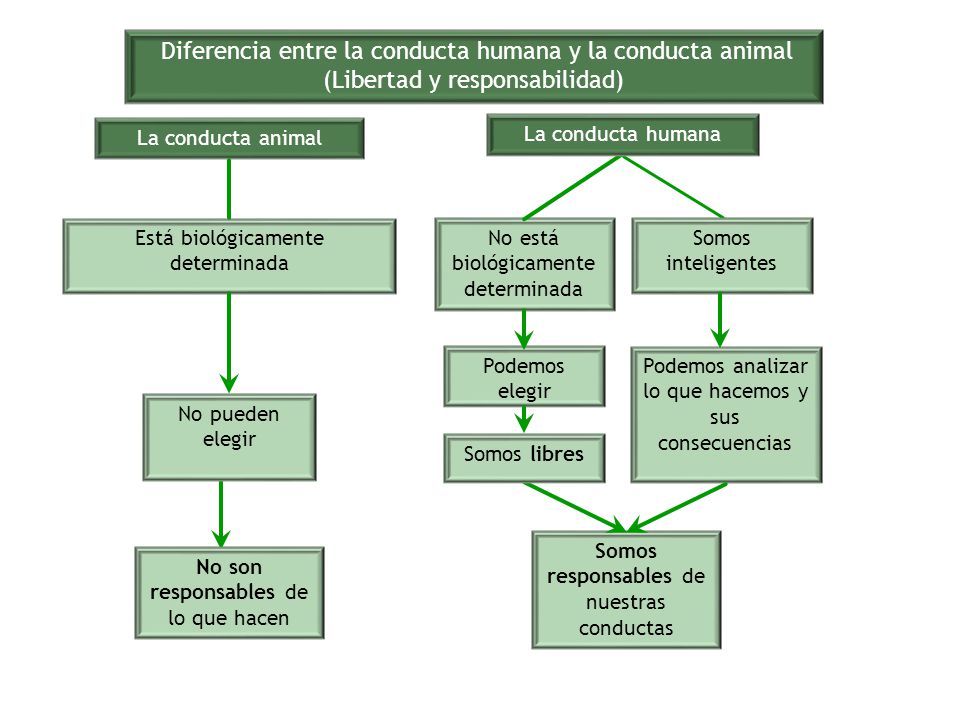 Diferencia entre la conducta humana y la conducta animal (Libertad y responsabilidad)