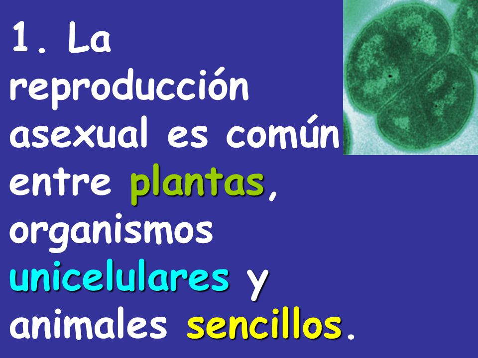 1. La reproducción asexual es común entre plantas, organismos unicelulares y animales sencillos.