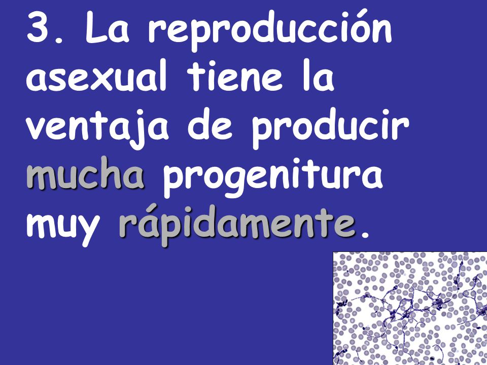 3. La reproducción asexual tiene la ventaja de producir mucha progenitura muy rápidamente.
