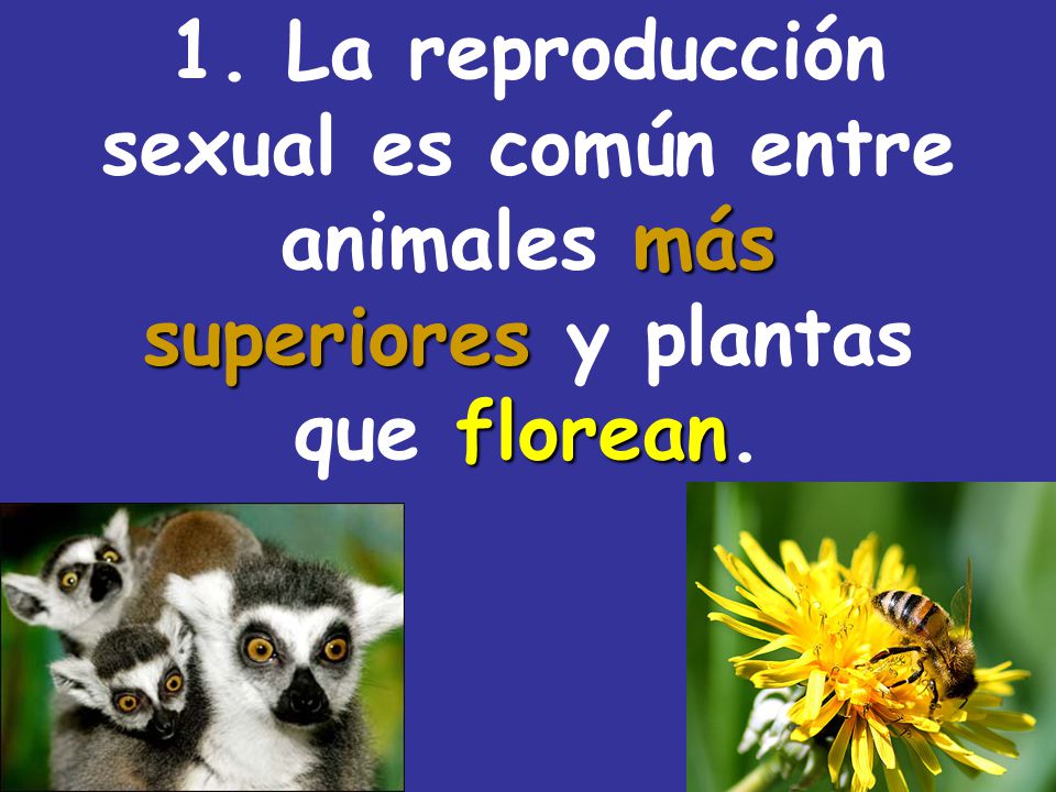 1. La reproducción sexual es común entre animales más superiores y plantas que florean.