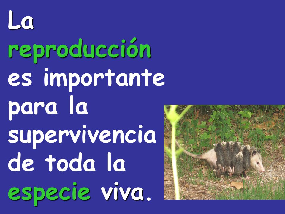 La reproducción es importante para la supervivencia de toda la especie viva.