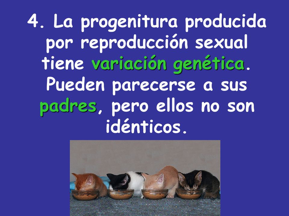 4. La progenitura producida por reproducción sexual tiene variación genética.