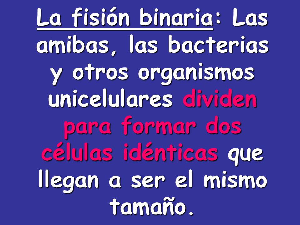 La fisión binaria: Las amibas, las bacterias y otros organismos unicelulares dividen para formar dos células idénticas que llegan a ser el mismo tamaño.