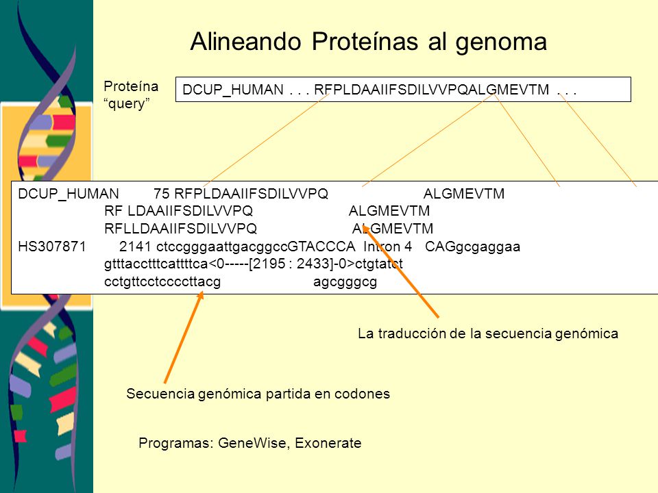 Alineando Proteínas al genoma