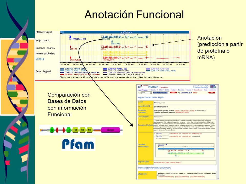 Anotación Funcional Anotación (predicción a partir de proteína o mRNA)