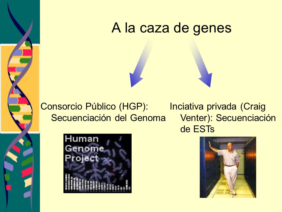 A la caza de genes Consorcio Público (HGP): Secuenciación del Genoma