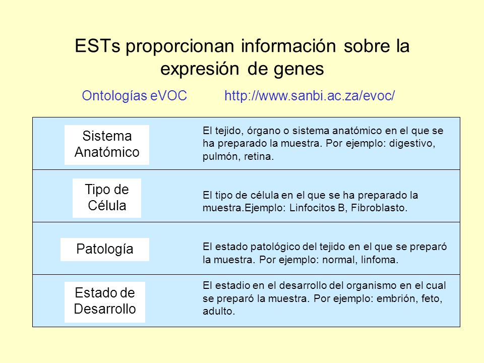 ESTs proporcionan información sobre la expresión de genes