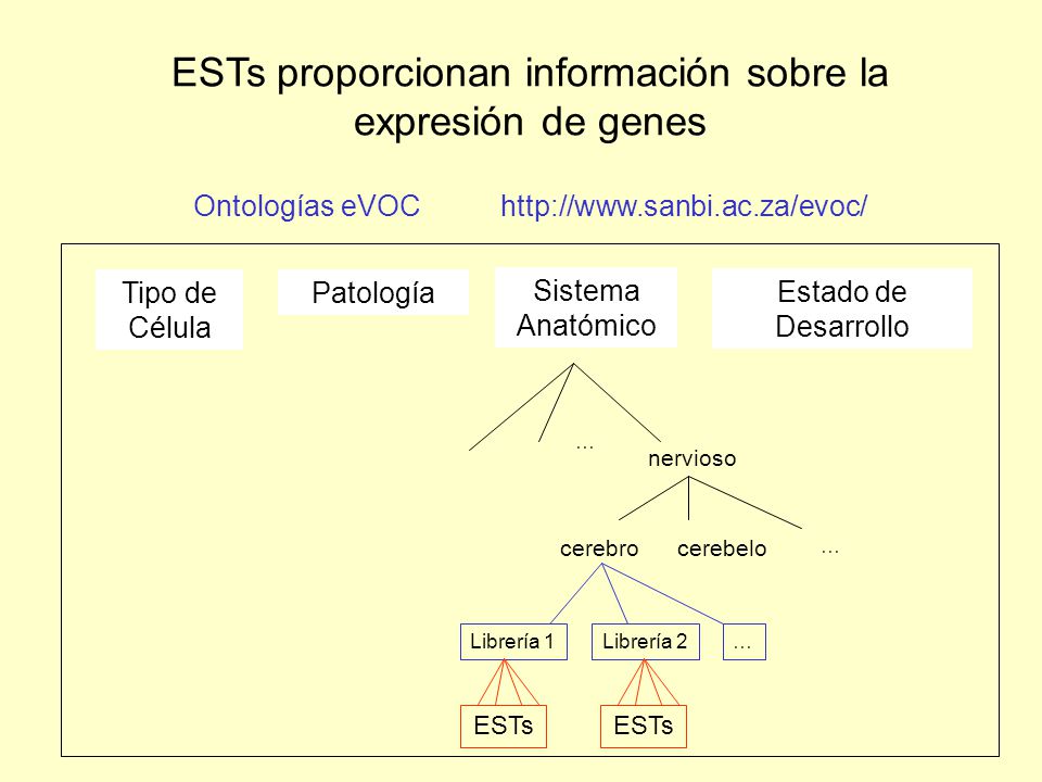 ESTs proporcionan información sobre la expresión de genes