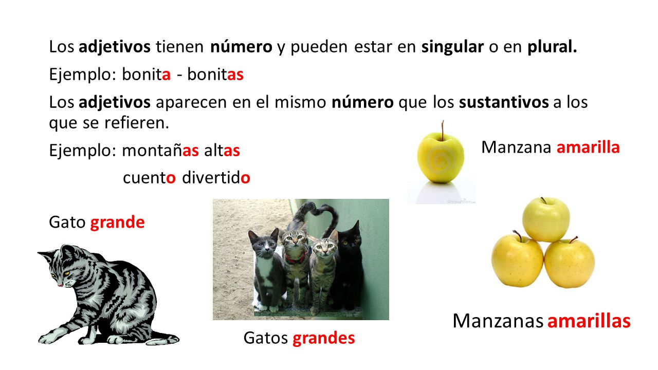 Los adjetivos tienen número y pueden estar en singular o en plural