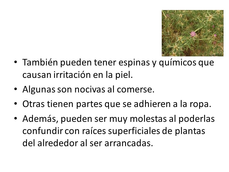 También pueden tener espinas y químicos que causan irritación en la piel.