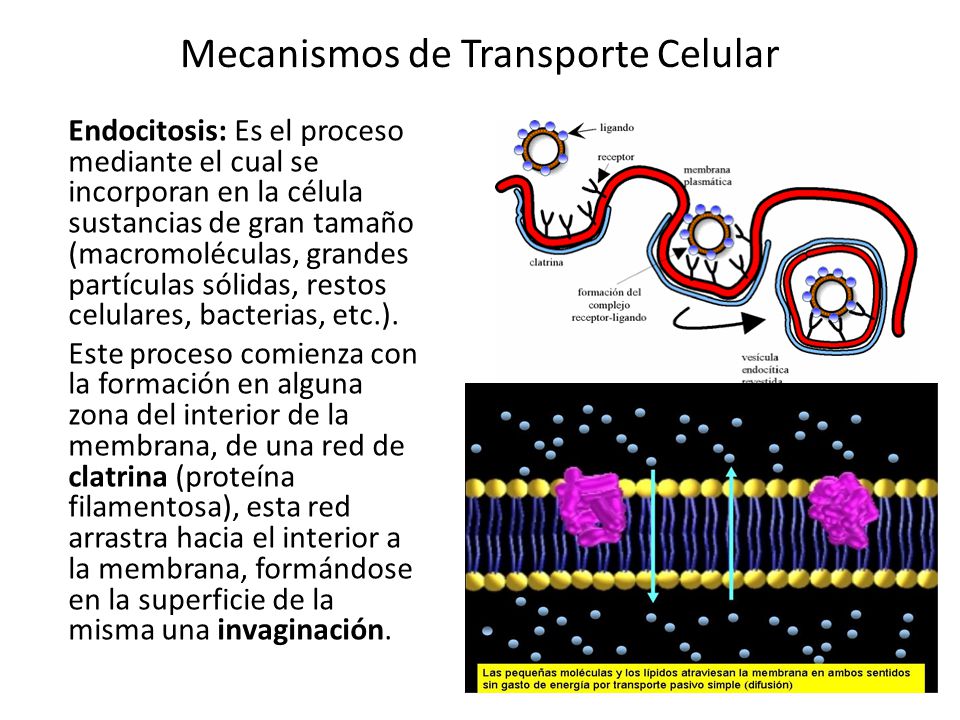 Mecanismos de Transporte Celular