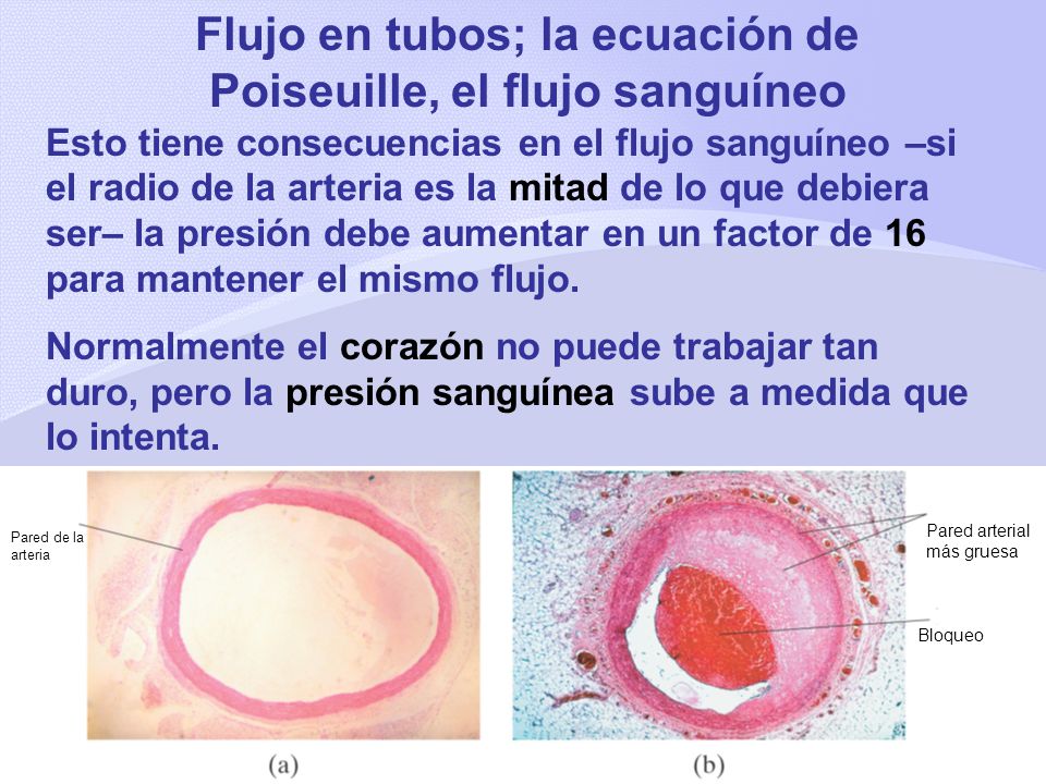 Flujo en tubos; la ecuación de Poiseuille, el flujo sanguíneo