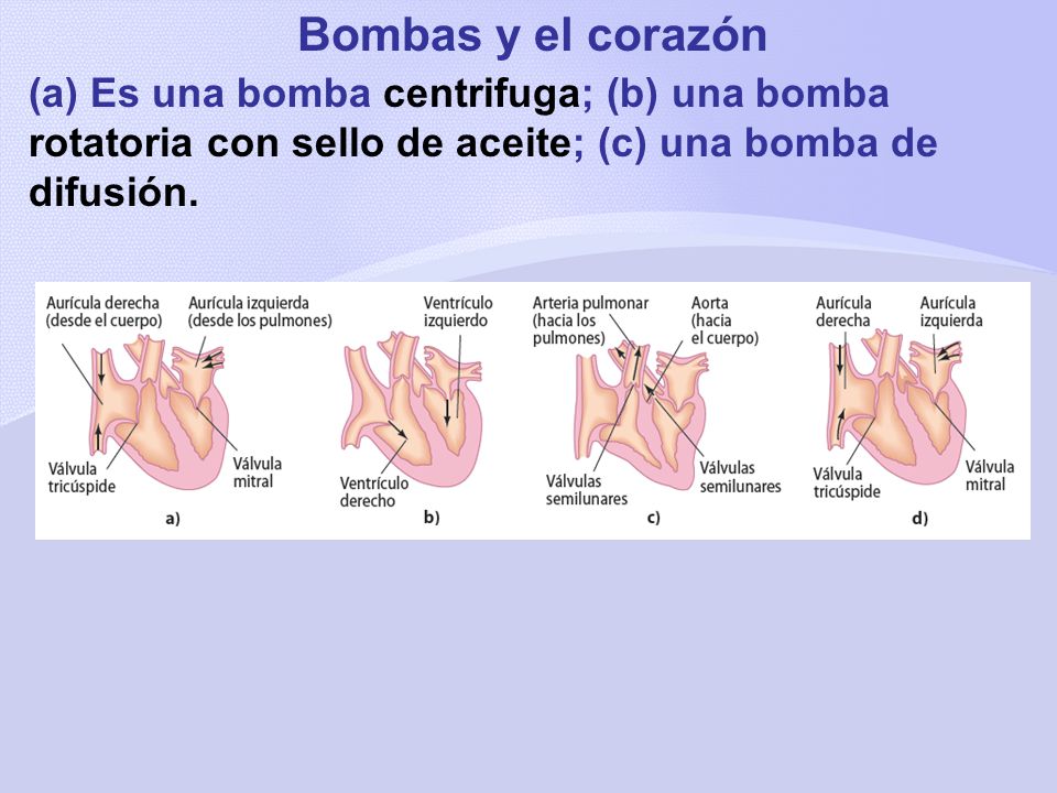 Bombas y el corazón (a) Es una bomba centrifuga; (b) una bomba rotatoria con sello de aceite; (c) una bomba de difusión.