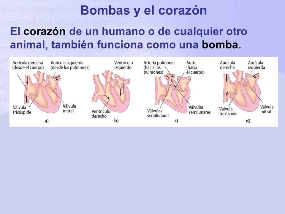 Bombas y el corazón El corazón de un humano o de cualquier otro animal, también funciona como una bomba.