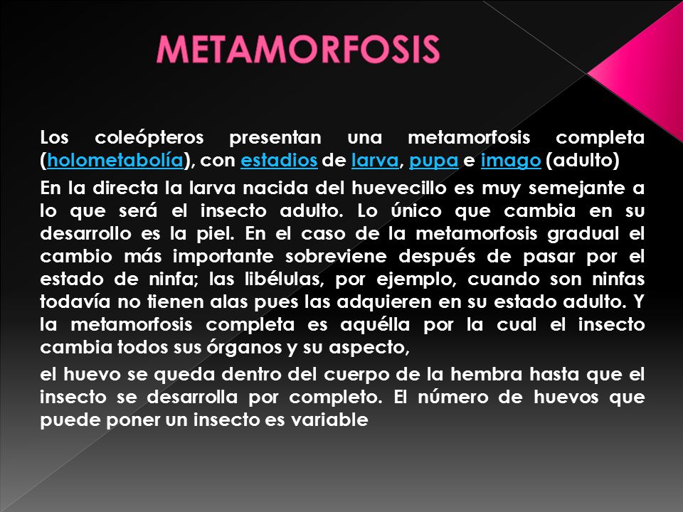 METAMORFOSIS Los coleópteros presentan una metamorfosis completa (holometabolía), con estadios de larva, pupa e imago (adulto)