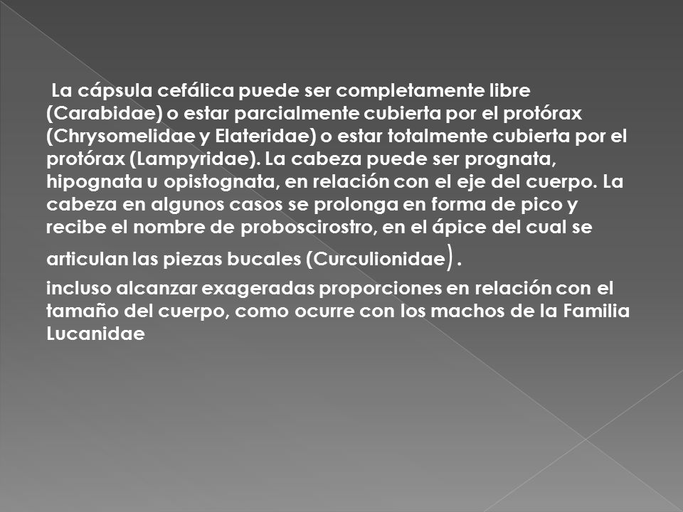 La cápsula cefálica puede ser completamente libre (Carabidae) o estar parcialmente cubierta por el protórax (Chrysomelidae y Elateridae) o estar totalmente cubierta por el protórax (Lampyridae). La cabeza puede ser prognata, hipognata u opistognata, en relación con el eje del cuerpo. La cabeza en algunos casos se prolonga en forma de pico y recibe el nombre de proboscirostro, en el ápice del cual se articulan las piezas bucales (Curculionidae).