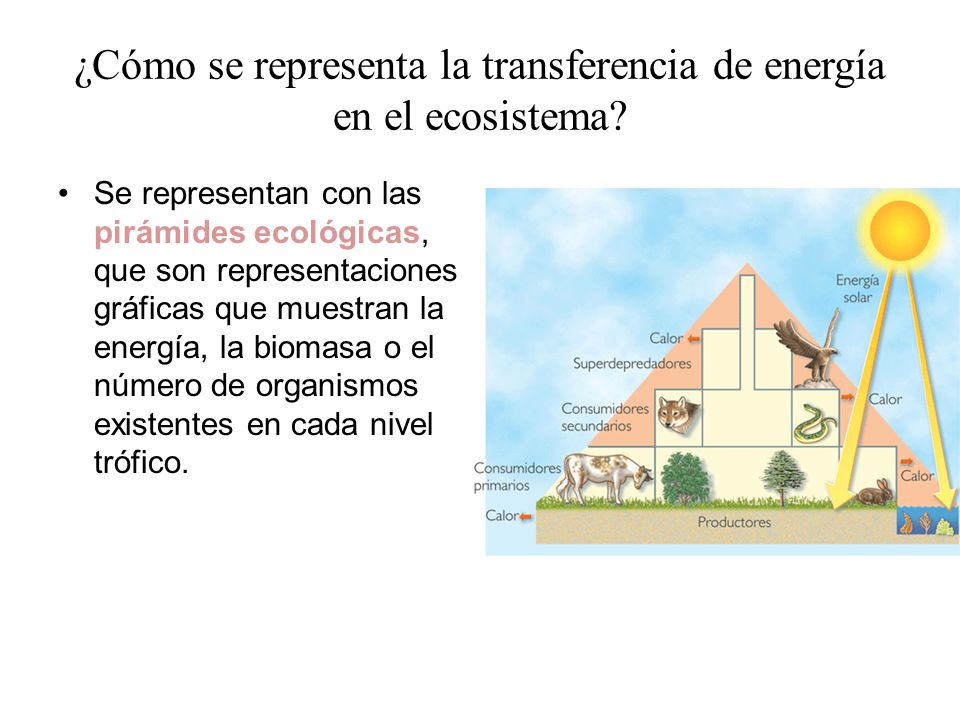¿Cómo se representa la transferencia de energía en el ecosistema