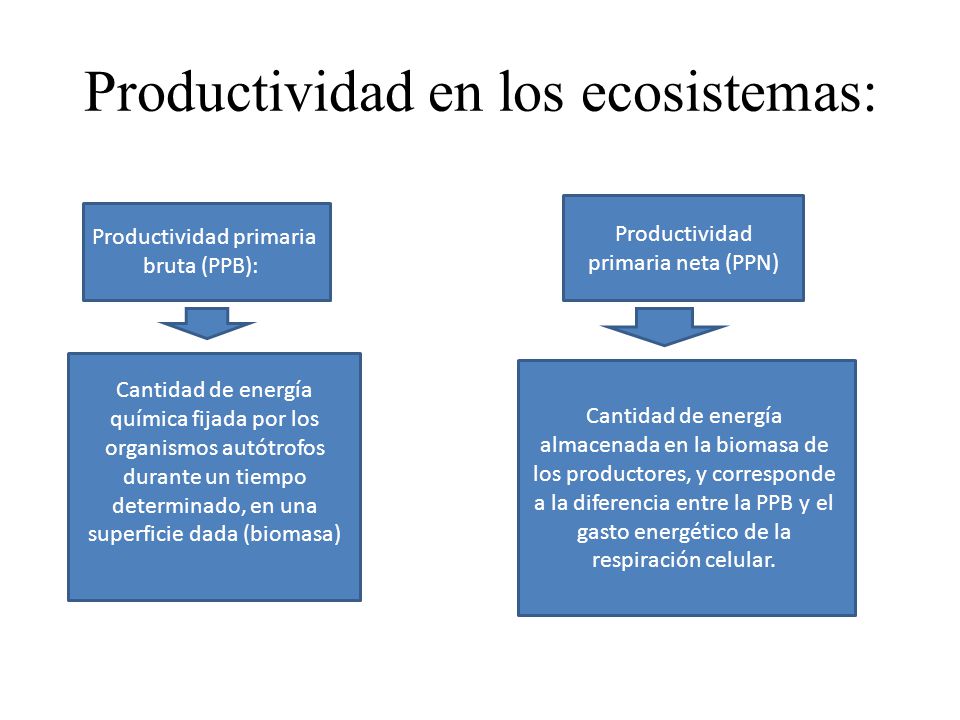 Productividad en los ecosistemas: