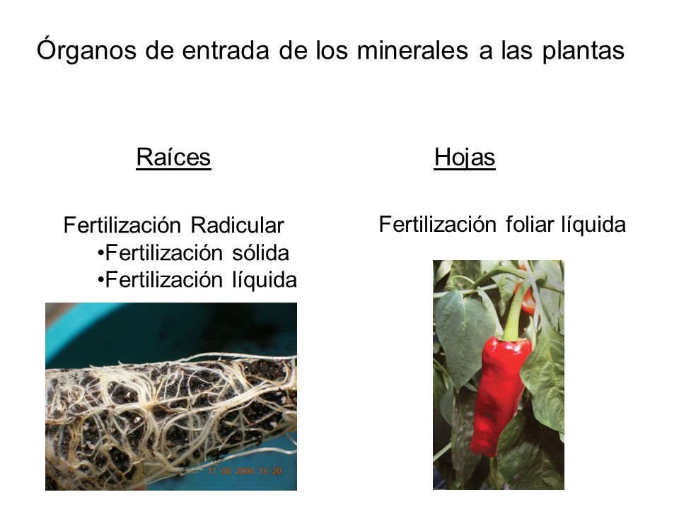 Órganos de entrada de los minerales a las plantas