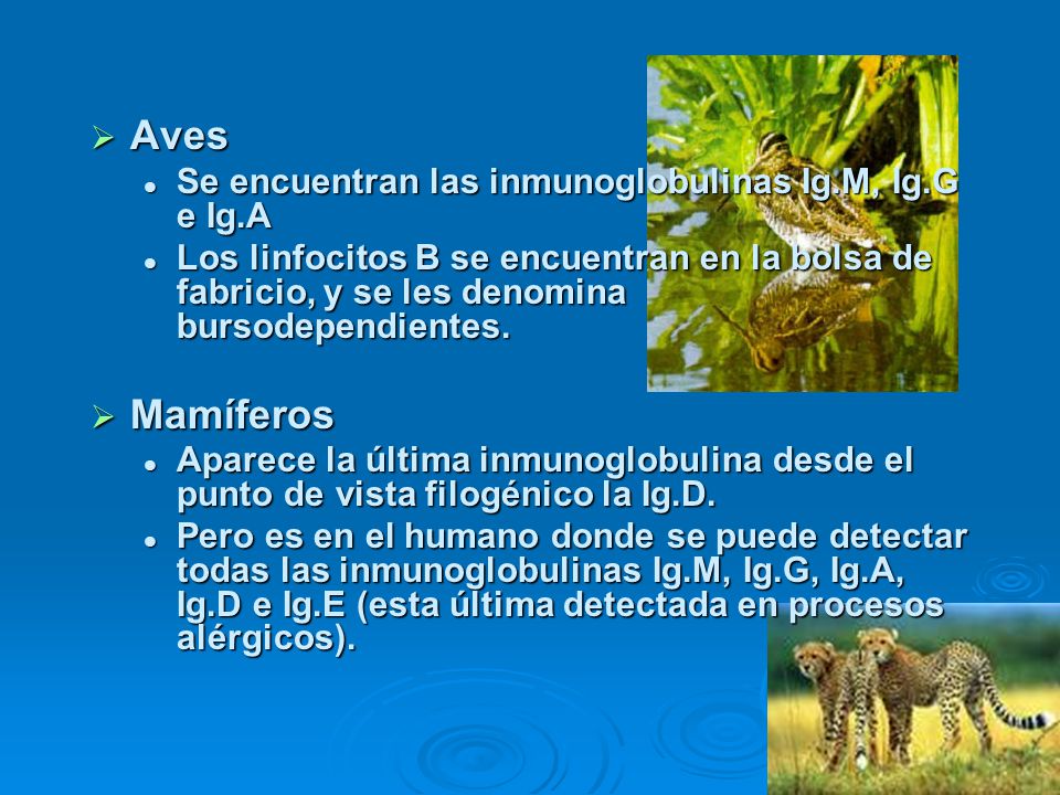 Aves Mamíferos Se encuentran las inmunoglobulinas Ig.M, Ig.G e Ig.A