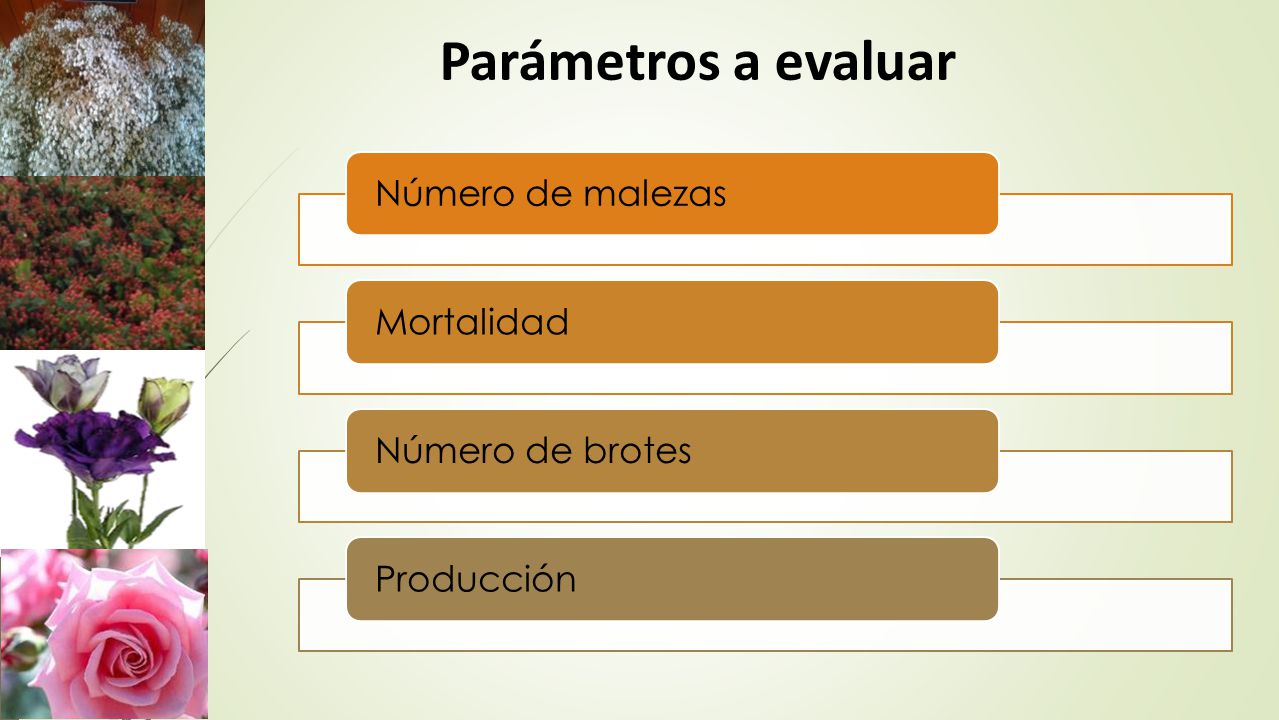 Parámetros a evaluar Número de malezas Mortalidad Número de brotes