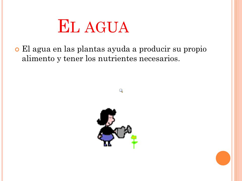 El agua El agua en las plantas ayuda a producir su propio alimento y tener los nutrientes necesarios.