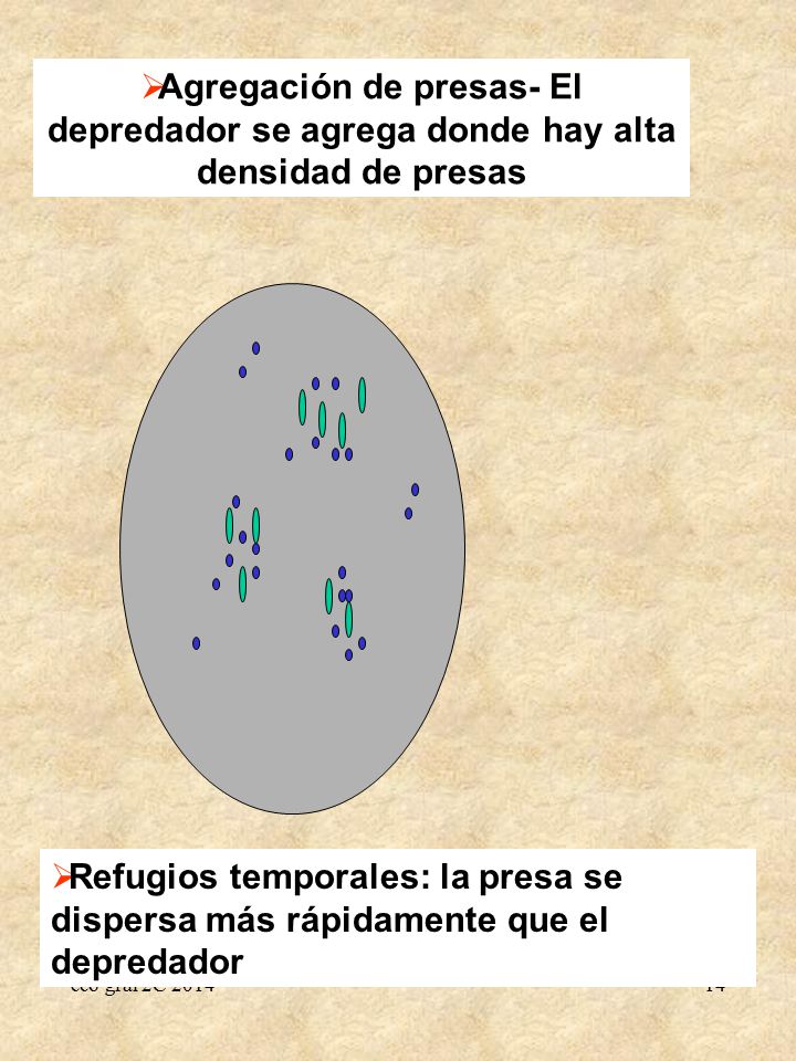 Agregación de presas- El depredador se agrega donde hay alta densidad de presas
